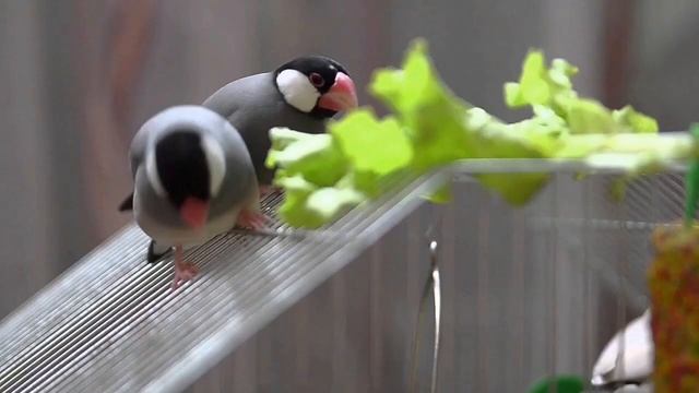 Как размножаются рисовые амадины смотреть онлайн