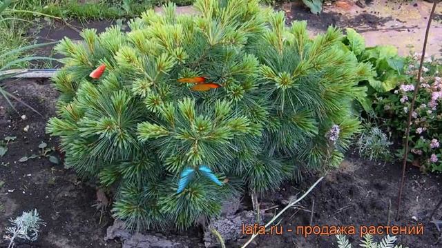 Сосна веймутова Радиата (pinus strobus radiata) ? Радиата обзор: как сажать, саженцы сосны Радиата смотреть онлайн