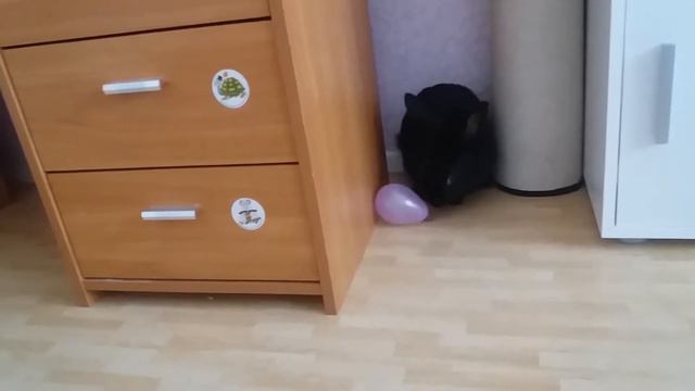 Выгуливаю кролика мусти дома смотреть онлайн