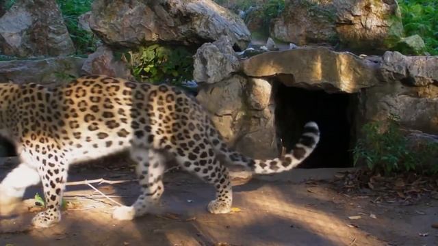 Леопард - интересные факты, животные Африки, черный леопард смотреть онлайн