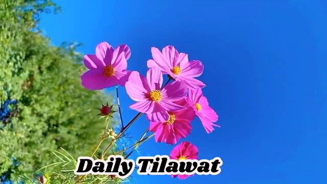 Surah Yasin ( Yaseen ) Beautiful Recitation Of Quran Waqiah Rahman #yaseen  #yasin #tilawat EP4