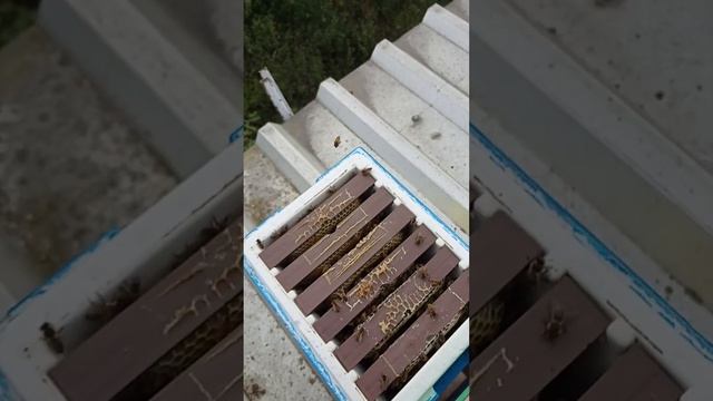 сикрет как о зимовки слабых семей смотреть онлайн