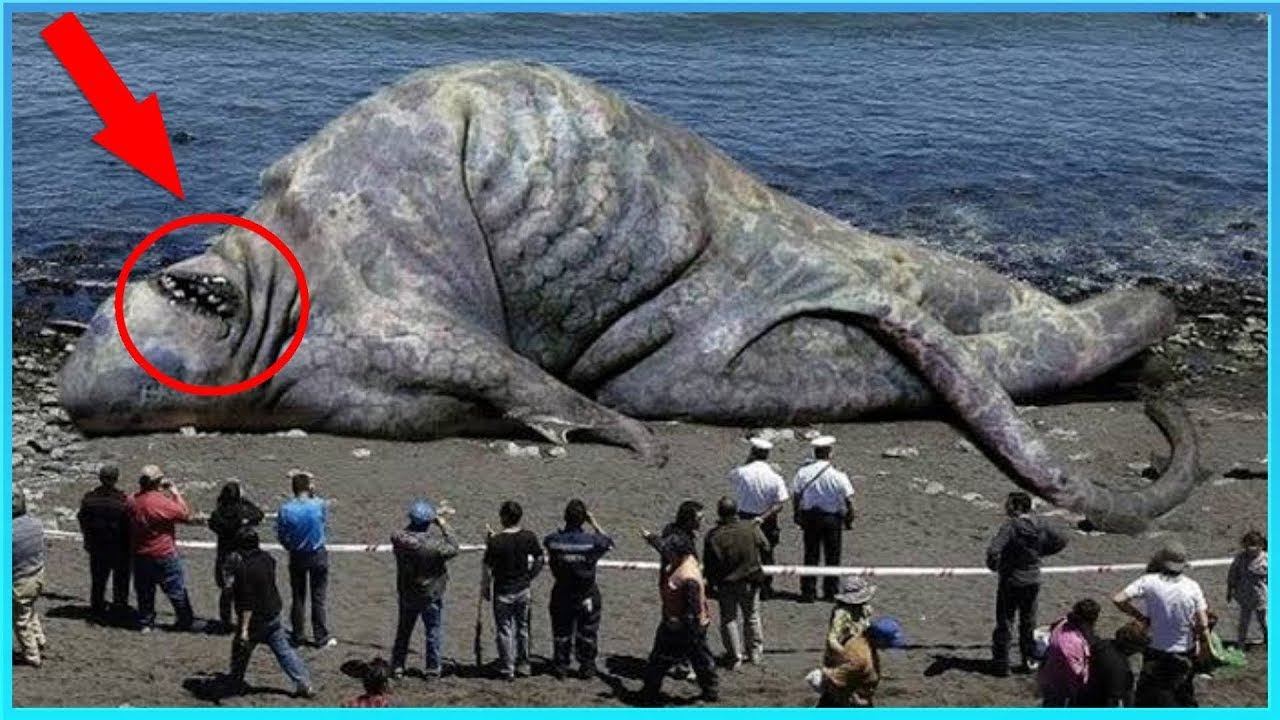 20 Самых Больших Существ, Когда Либо Снятых на Камеру! смотреть онлайн