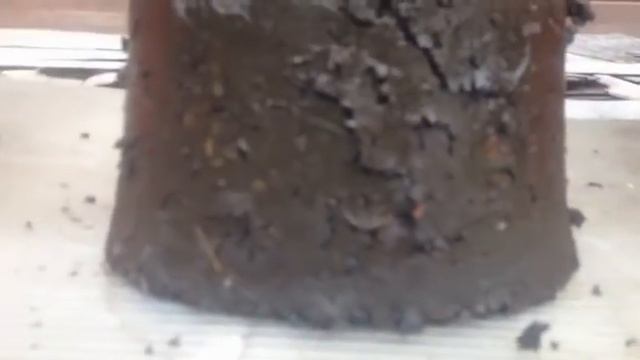 Разведение червей!!! Из 3 в 343 Колефорнийци и старатели смотреть онлайн