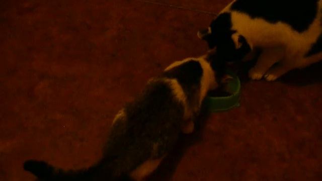 Коты делят миску 1 смотреть онлайн