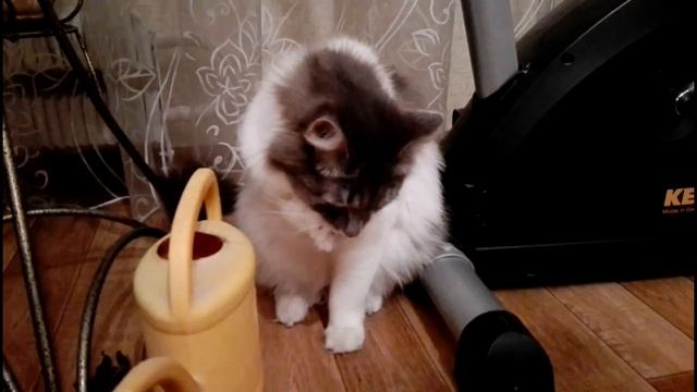 Жажда. Сибирский кот Тишка пьет из лейки смотреть онлайн