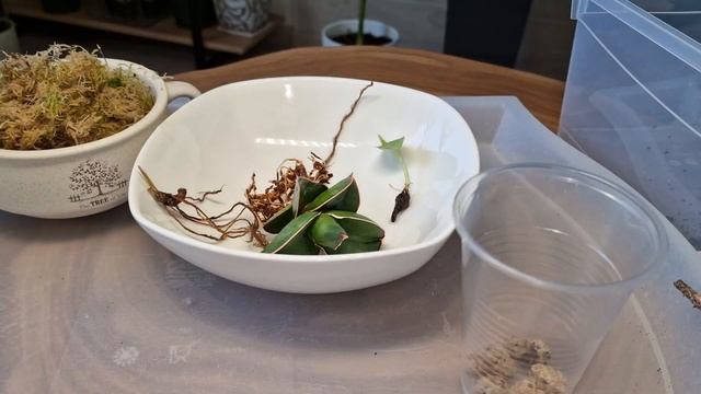 ОБЗОР новых РАСТЕНИЙ. Пересадка, неприятные сюрпризы. САНСЕВИЕРИЯ САМУРАЙ, АЛОКАЗИЯ СИЛЬВЕР ДРАКО смотреть онлайн