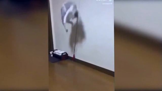 Маленькие котята, ничего милее не видел смотреть онлайн