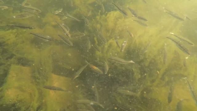 Рыбаки-Стратеги