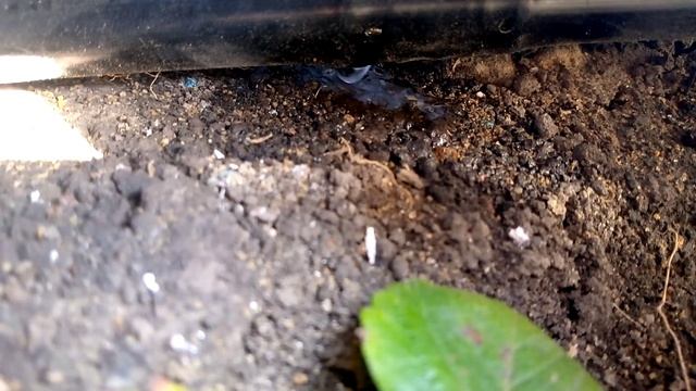 Капельный полив под клубнику(1)