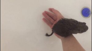 Купание дегу в воде