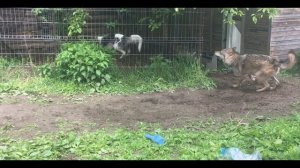 Борзая играет с волком, красивое видео