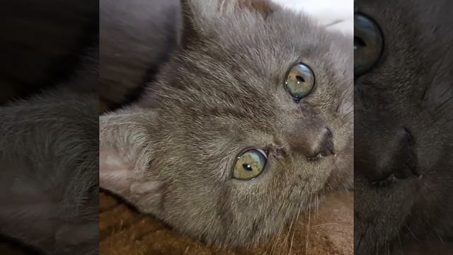 Когда меняется цвет глаз у котят смотреть онлайн