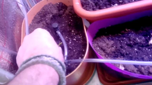 Земляника 11.02.2018. Радикализация борьбы с паутинным клещем. смотреть онлайн