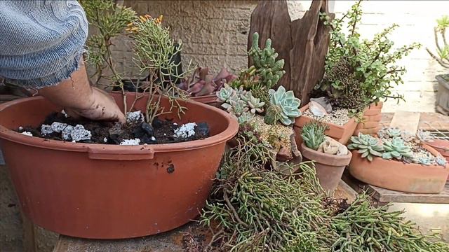 COMO cuidar desse CACTO de SOMBRA (Hatiora salicornioides) смотреть онлайн