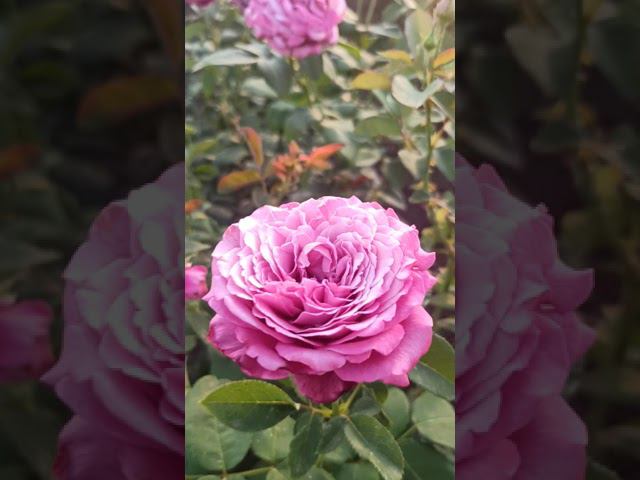 Клод Брассер. чайно-гибридная роза, https://rose-bushes.ru/ смотреть онлайн