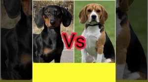 Такса против бигля: кто победит? Animals VS