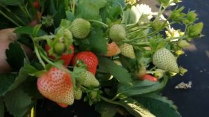 Фурор . Урожайный сорт клубники .