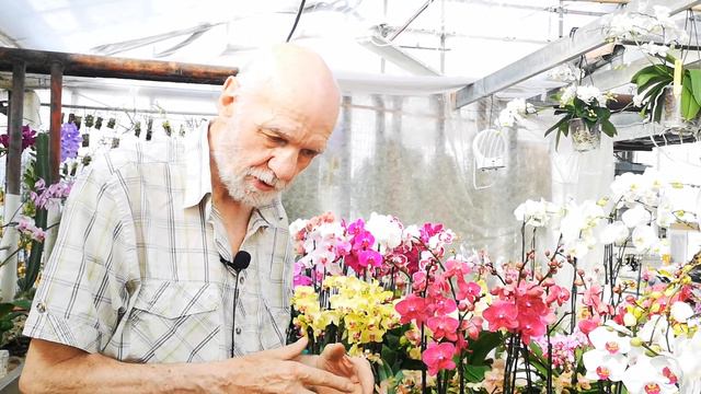 far rifiorire le orchidee, i fattori più importanti sono luce e temperatura смотреть онлайн