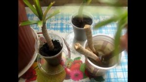 Как реанимировать драцену