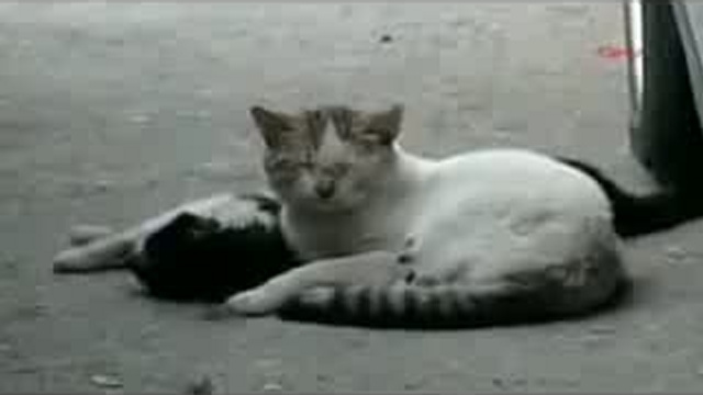 Кот пытался оживить свою подругу кошку.. смотреть онлайн