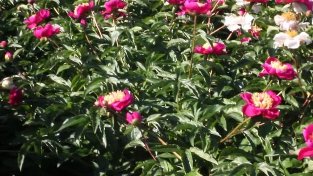Johnny | R2 Flowers BV | Peonies смотреть онлайн
