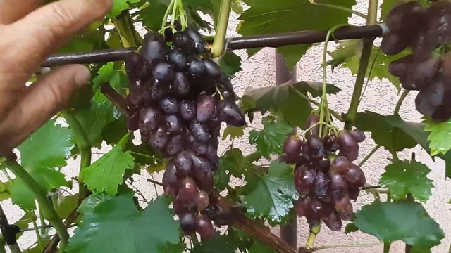 Виноград Зоренька. смотреть онлайн