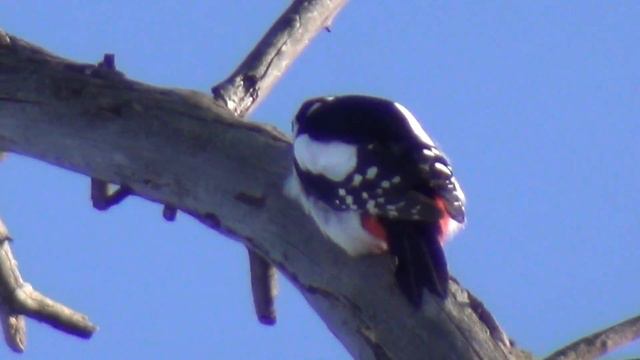 Лесосибирский дятел на набережной Енисея. Алин дятел
