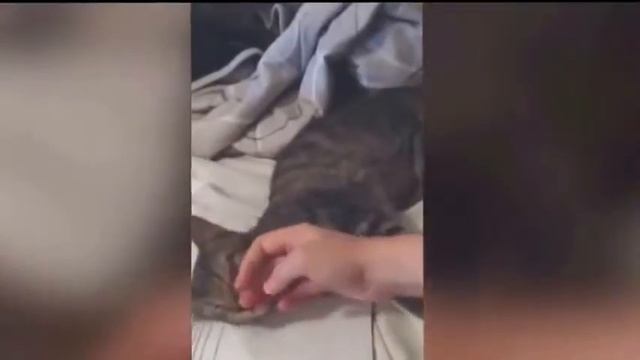 КОТ делает МАССАЖ! смотреть онлайн