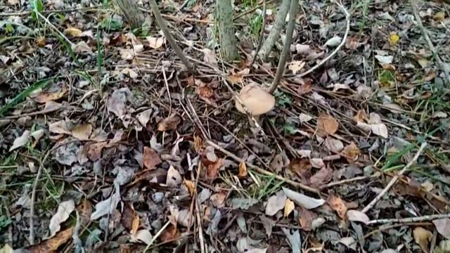 Прогулка для души!! КРАСОТА!!! смотреть онлайн