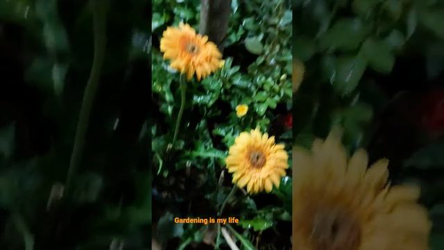 Gerbera flowering #Hibiscus Flowering #Flowering plants #garden #gardening #gardeningismylife смотреть онлайн