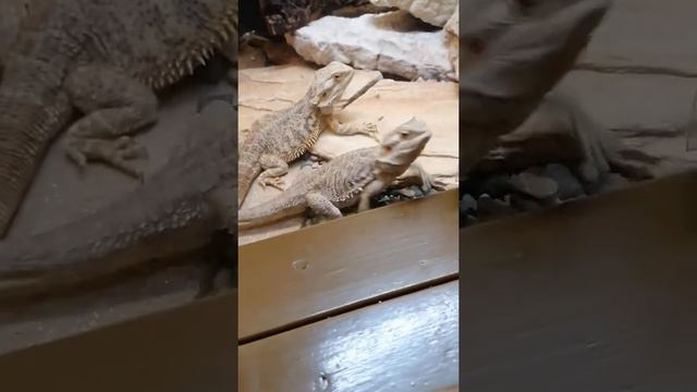 зоопарк Санкт-Петербург смотреть онлайн