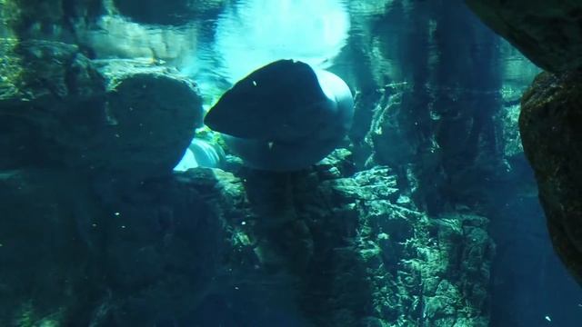 Стеллерова корова.Морская корова.Ламантин.manatee смотреть онлайн