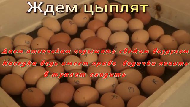 инкубация цыплят смотреть онлайн