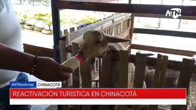ATN NOTICIAS EMISIÓN 1 PM / EN VIVO 31 DE AGOSTO DEL 2021 смотреть онлайн