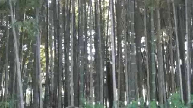 Батуми.Встреча. смотреть онлайн