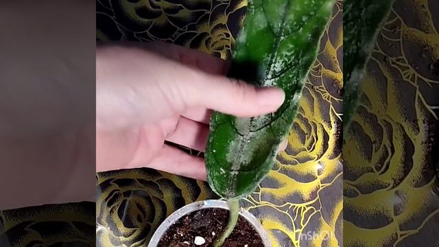 Самая дорогая хойя моей коллекции.