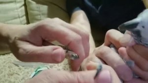 ПОПУГАЙ НА МАНИКЮРЕ/как правильно обрезать КОГТИ БОЛЬШОМУ ПОПУГАЮ
