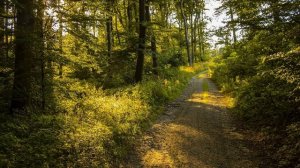 Эриксоновский гипноз. Внутренние ресурсы. Слушать в наушниках.