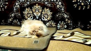 Видео о кошках. Персидский кот по имени - Пушок. ч.1