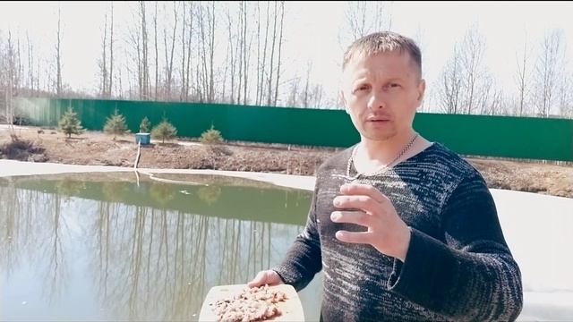 Лосось, (Радужная форель) уже год в моём пруду. Результат положительный. смотреть онлайн