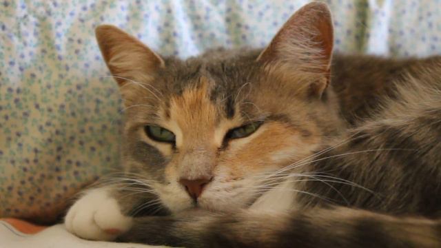 Когда на улице +36 смотреть онлайн