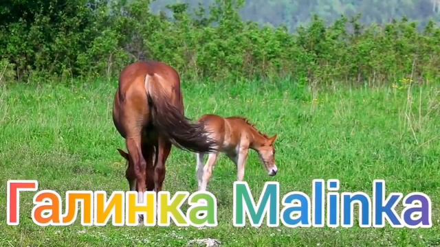 Макеева /Мальков /Малькова /Сенсация /Взяла фамилию мужа /Загс /Обзор Макеевщина / смотреть онлайн