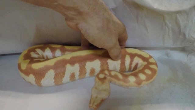 Blood Pythons 101 - Part 1-What you should know about them смотреть онлайн