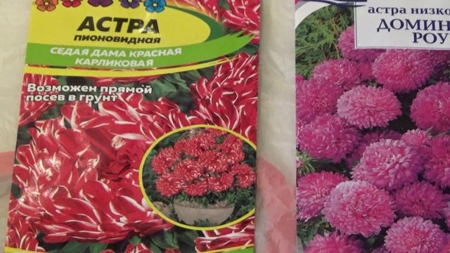 Низкорослые астры для вазонов и балконных ящиков. Обзор сортов. смотреть онлайн