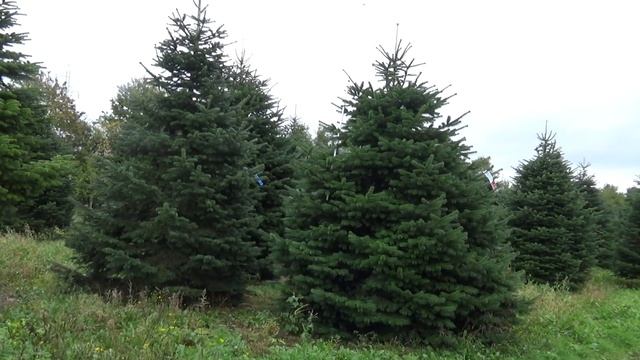 Пихта Нордмана (срубленная новогодняя пихта)  22147