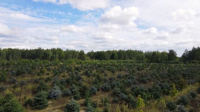 Питомник растений Зеленый Рай смотреть онлайн