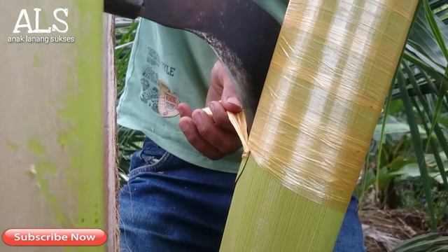Proses awal penyadapan Nira Kelapa | tahap pertama | air nira | air aren Coconut Sap - How it's Mad смотреть онлайн