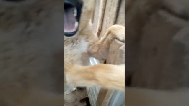 Вот как лают чистокровные лайки смотреть онлайн