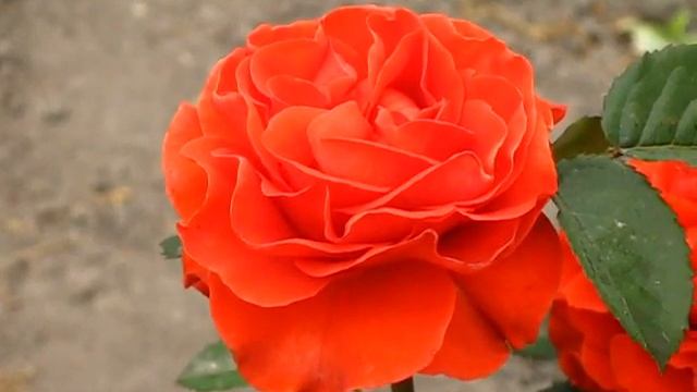 Роза Эльторо смотреть онлайн